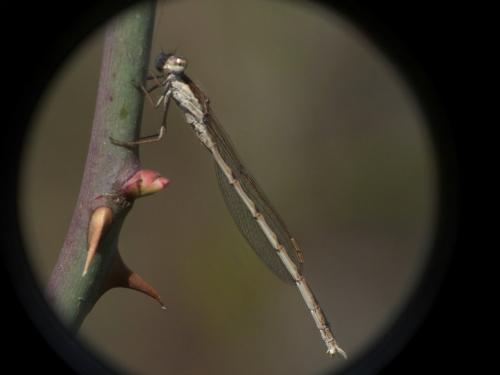 Sympecma fusca